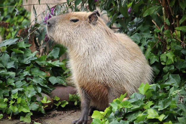 Close-up shot van een capibara in het groen