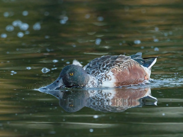 Close-up shot van een eend op het meer