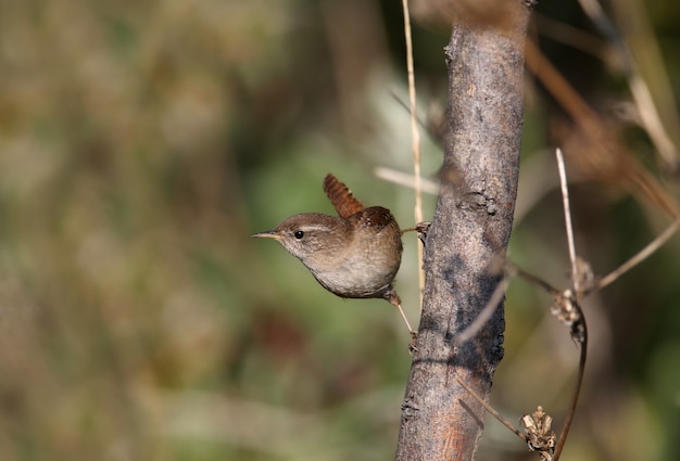 Close-up shot van een Euraziatische winterkoninkje (Troglodytes troglodytes) zittend op een tak in het zachte ochtendlicht. Onscherpe achtergrond en ongebruikelijke hoek van de foto