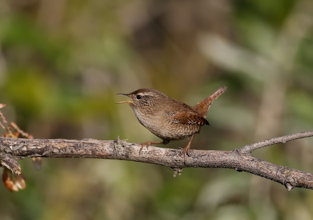 Close-up shot van een Euraziatische winterkoninkje (Troglodytes troglodytes) zittend op een tak in het zachte ochtendlicht. Onscherpe achtergrond en ongebruikelijke hoek van de foto