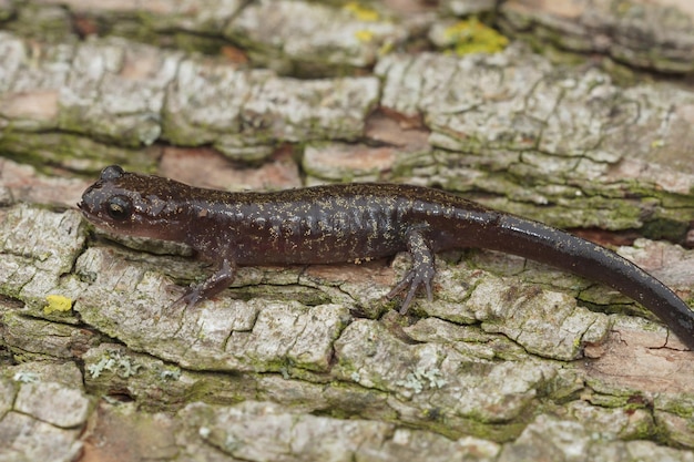 Close-up shot van een Ezo-salamander op een boomstam