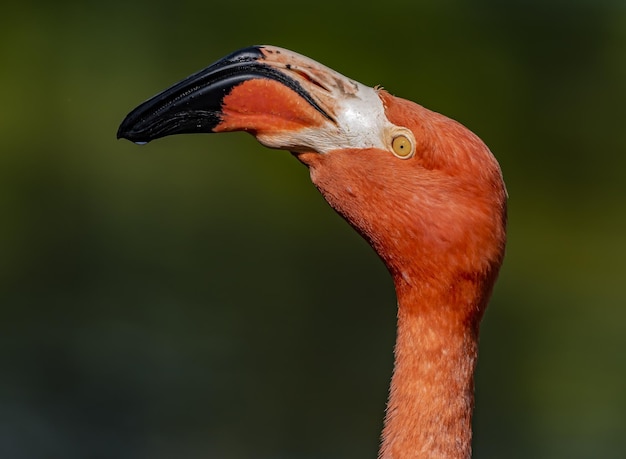 Close-up shot van een flamingo-vogel