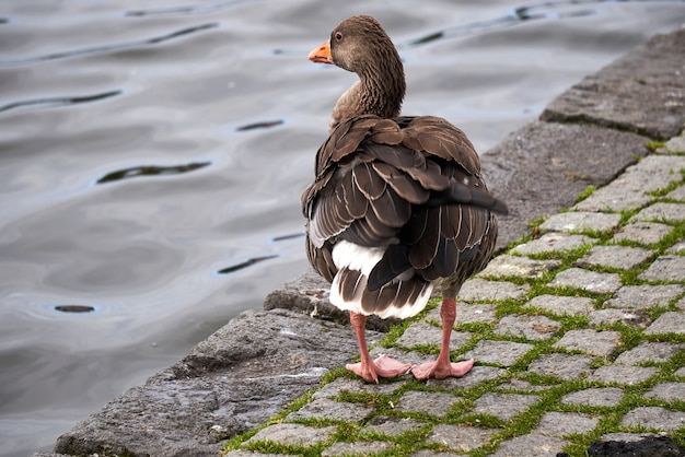 Close-up shot van een gans