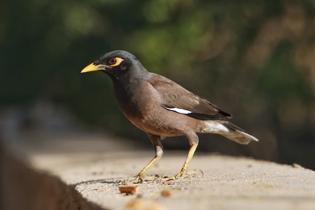 Close-up shot van een gewone myna-vogel op een betonnen ondergrond