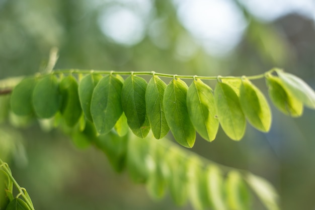 Close-up shot van een groen zomerboom gebladerte met bokeh achtergrond