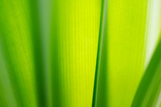 Close-up shot van een groene bladachtergrond