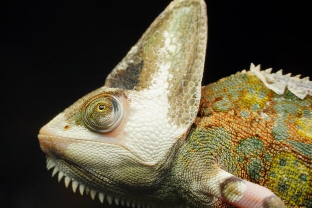 Close-up shot van een groene kameleon in het terrarium