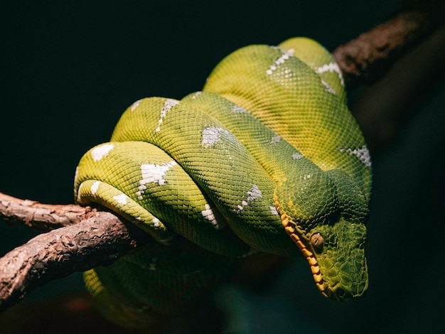 Close-up shot van een groene slang op een boom in een jungle