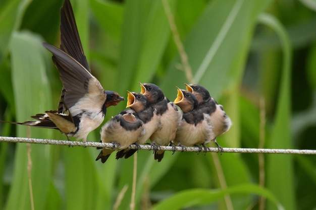 Close-up shot van een groep jonge boerenzwaluwen (Hirundo Rustica) gevoed door hun ouders