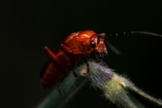 Close-up shot van een grote bruine bug op een blad