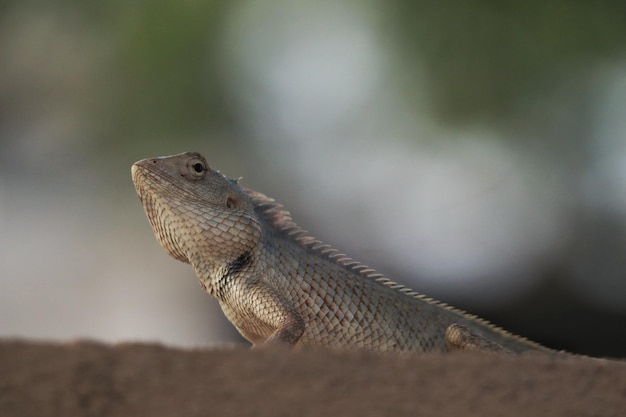 Close-up shot van een hagedis op een onscherpe achtergrond