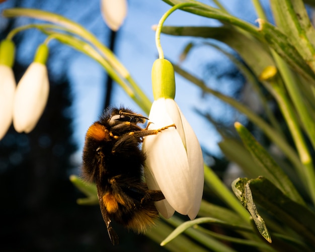 Close-up shot van een harig hommelinsect dat stuifmeel verzamelt bij witte bloeiende bloemen