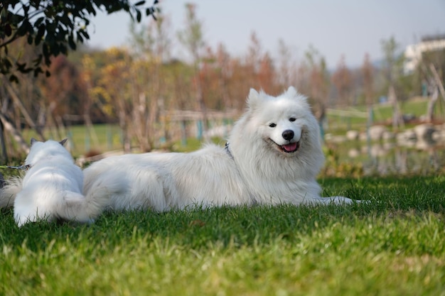 Close-up shot van een harige Samojeed-hond die midden in een park ligt