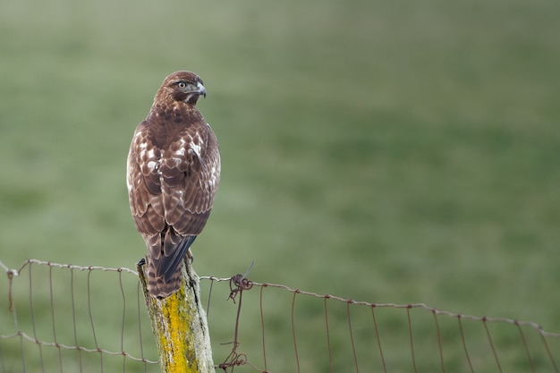 Close-up shot van een haviksvogel