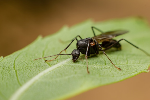 Close-up shot van een insect op een groen blad