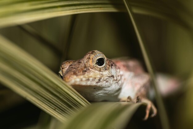 Close-up shot van een kikker op een groen blad