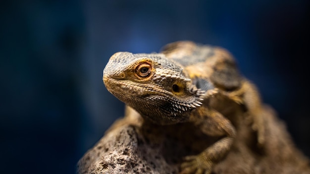 Close-up shot van een kleine agama hagedis in een terrarium op een onscherpe achtergrond