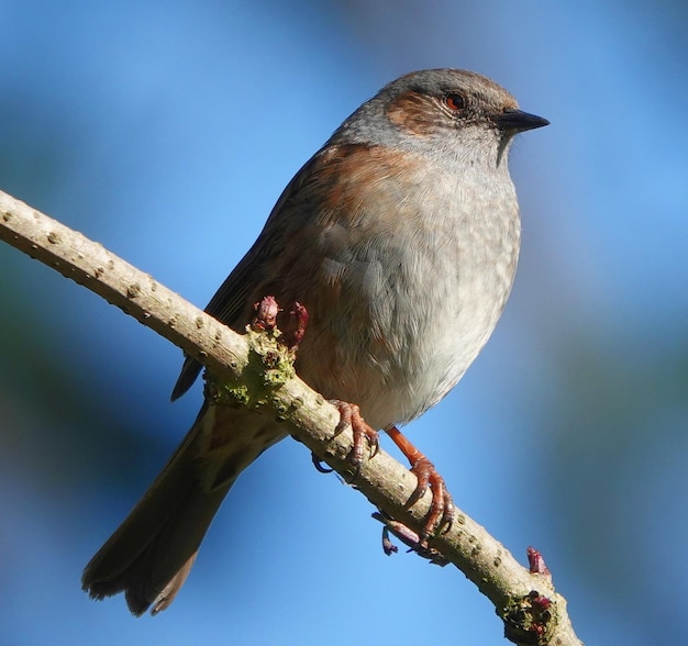 Close-up shot van een kleine heggenmus vogel zittend op een boomtak