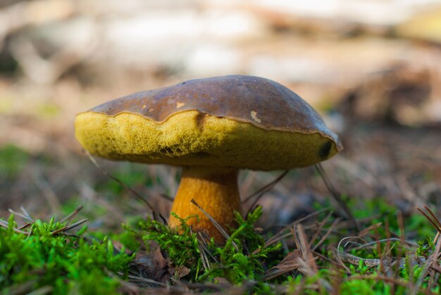 Close-up shot van een kleine paddenstoel die op het gazon groeit