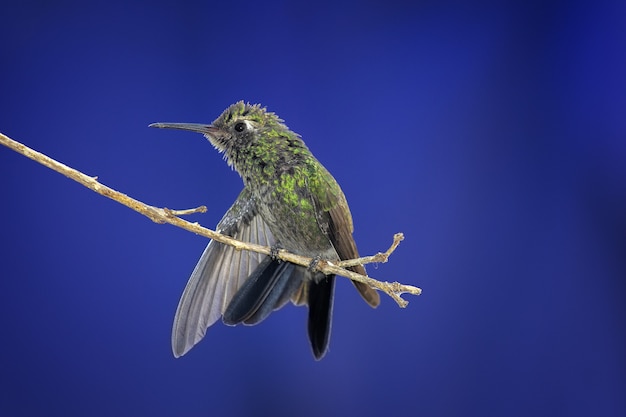 Close-up shot van een kolibrie neergestreken op een boomtak op een wazige achtergrond