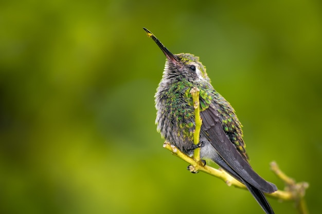 Close-up shot van een kolibrie neergestreken op een boomtak