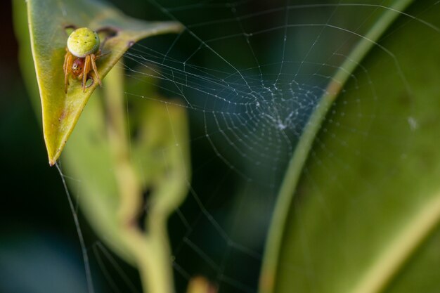Close-up shot van een komkommer groene spin op een spinnenweb