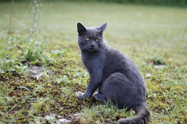 Close-up shot van een korthaar grijze kat zittend op het gras in het park met onscherpe achtergrond