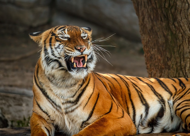Close-up shot van een Maleise tijger