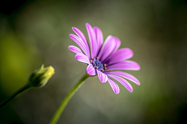 Close-up shot van een mooie bloem