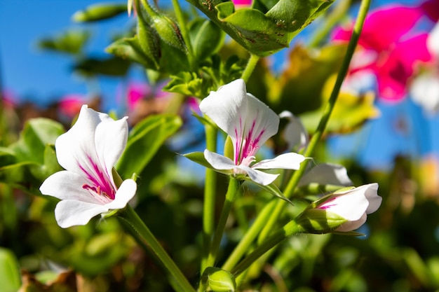 Foto close-up shot van een mooie bloem.