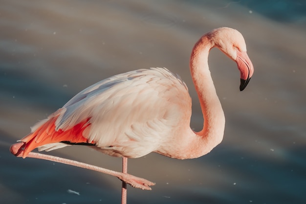 Close-up shot van een mooie roze flamingo