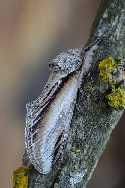 Close-up shot van een nachtvlinder op een boomstam in het bos