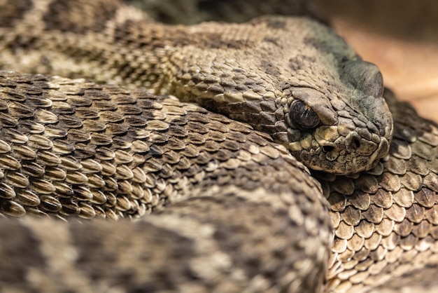 Close-up shot van een opgerolde slang op de grond