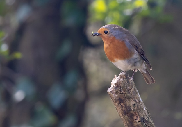 Close-up shot van een ouderwetse vliegenvanger die op een boomstam zit