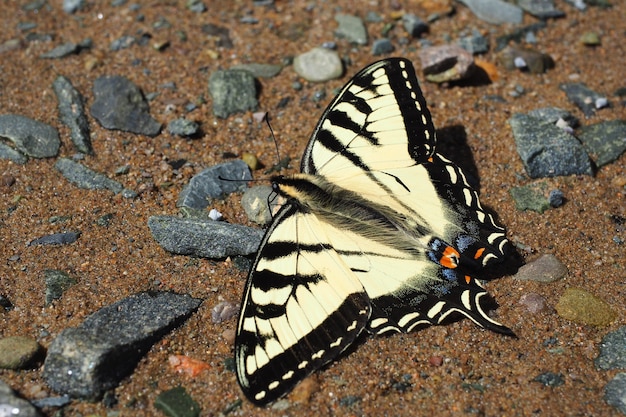 Close-up shot van een papilio machaon vlinder