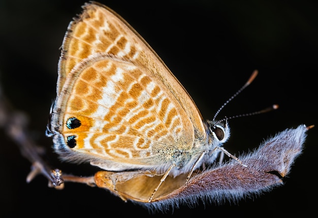 Close-up shot van een prachtige vlinder op een donkere