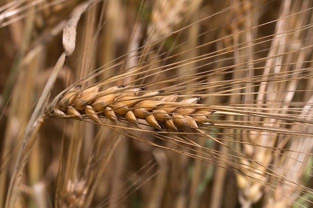 Foto close-up shot van een rijp gouden tarweoor in een veld