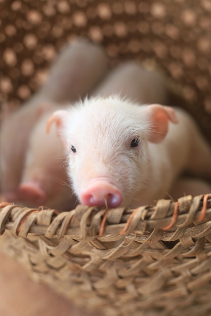 Close-up shot van een schattig biggetje in een mand