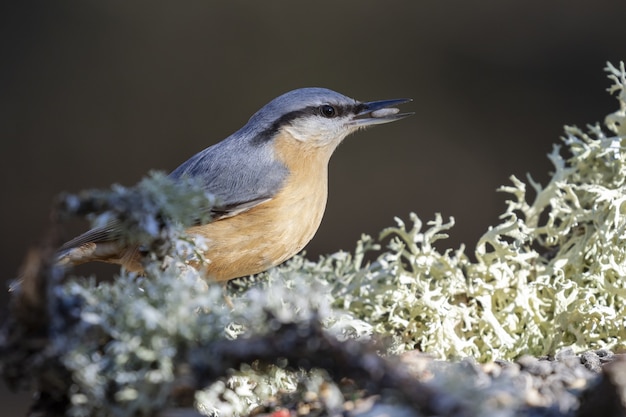 Close-up shot van een schattige Euraziatische boomklever vogel