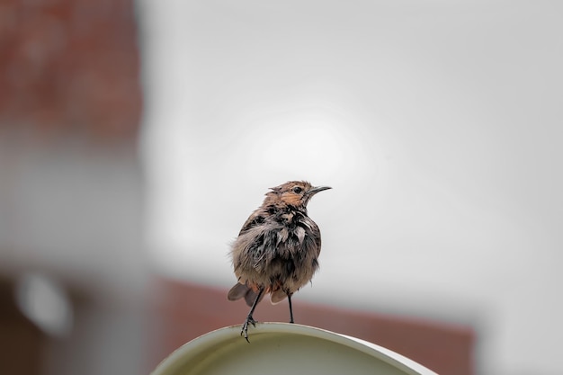 Close-up shot van een schattige leeuwerik met onscherpe achtergrond