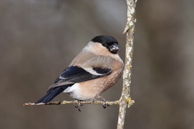 Close-up shot van een schattige zwart-afgetopte chickadee zat op een tak