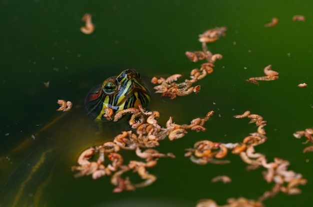 Close-up shot van een schildpad en wormen in het water