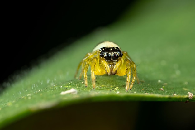 Close-up shot van een spin op het groene blad