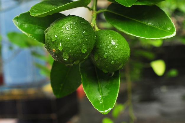 Close-up shot van een tak met grote groene limoenen