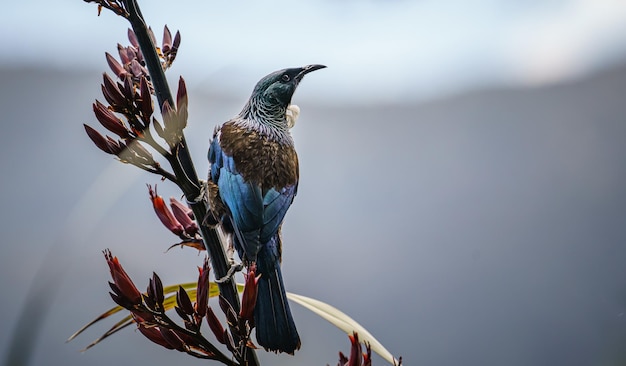 Close-up shot van een tui-vogel op een vlasbloem gevangen in Nieuw-Zeeland