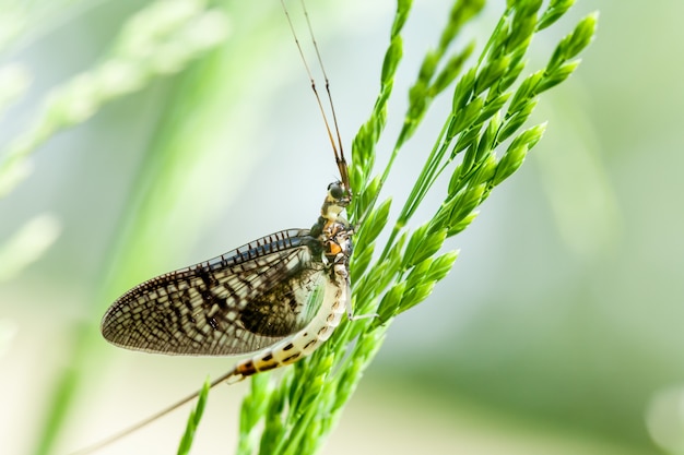 Close-up shot van een vlinder zittend op een groene plant