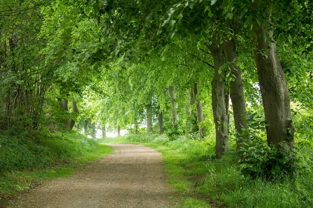 Close-up shot van een weg door het bos