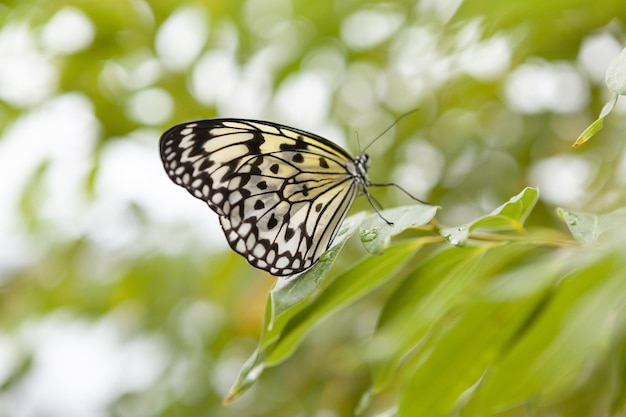 Close-up shot van een zwart-witte vlinder op groene bladeren met een bokeh-achtergrond