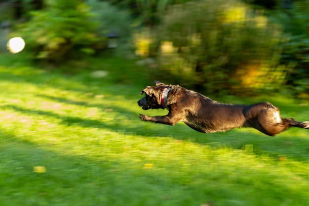 Close-up shot van een zwarte hond die met een groene bal op een gras loopt