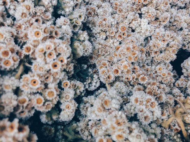 Close-up shot van gedroogde Javaanse edelweiss, een bloeiende plantensoort die endemisch is in Indonesië